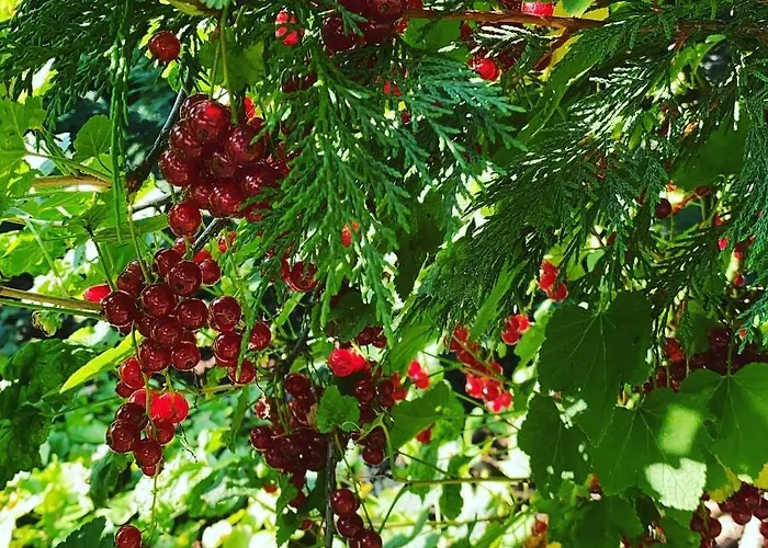 Bed & Breakfast Palac Osowo Gostynskie 4*