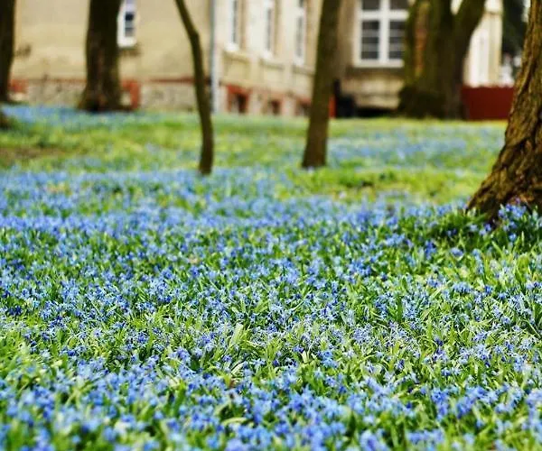 Palac Osowo Gostynskie Bed & Breakfast 4*